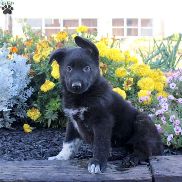 Misty, German Shepherd Puppy