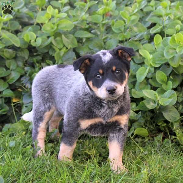Misty, Blue Heeler – Australian Cattle Dog Puppy