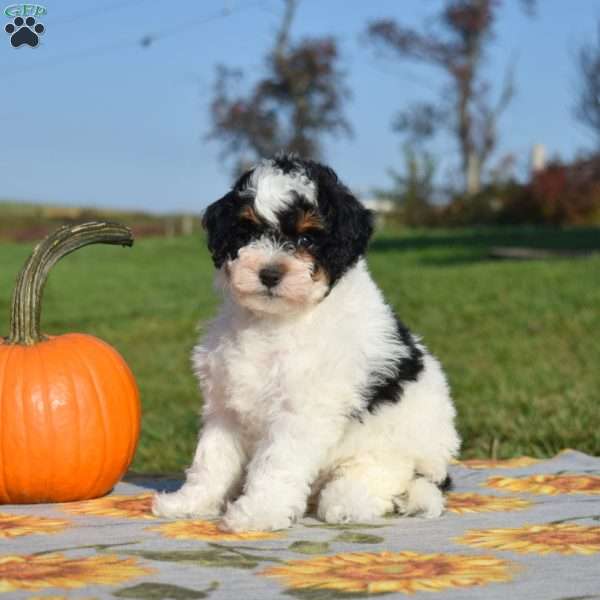 Misty, Mini Bernedoodle Puppy