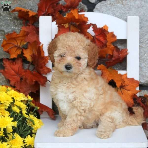 Misty, Toy Poodle Puppy