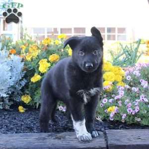 Misty, German Shepherd Puppy