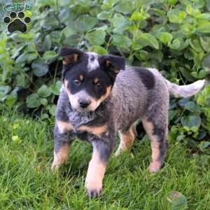 Misty, Blue Heeler – Australian Cattle Dog Puppy