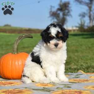 Misty, Mini Bernedoodle Puppy