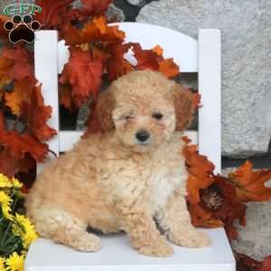 Misty, Toy Poodle Puppy
