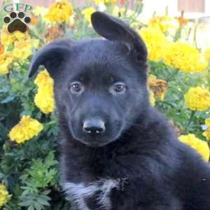 Misty, German Shepherd Puppy