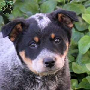 Misty, Blue Heeler – Australian Cattle Dog Puppy