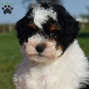 Misty, Mini Bernedoodle Puppy