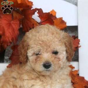 Misty, Toy Poodle Puppy