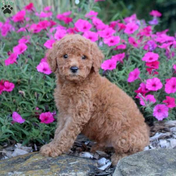 Mitch, Mini Labradoodle Puppy