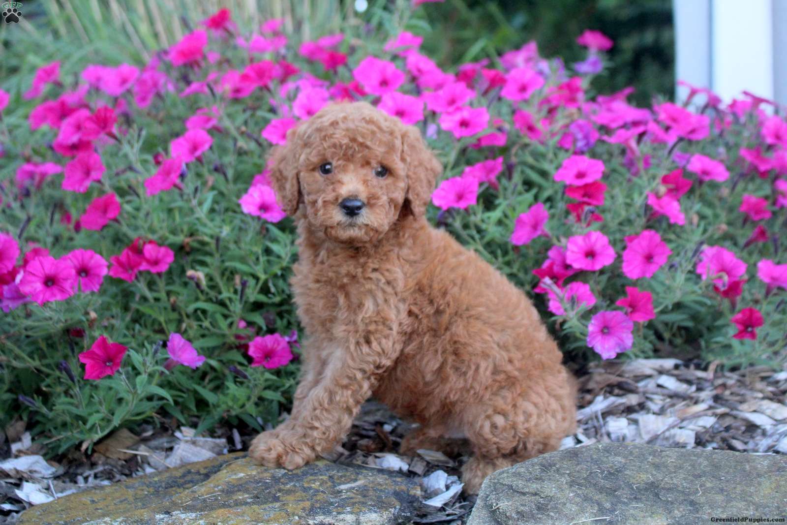 Mitch (Doodle / designer cross, Male) in Willow Street, PA