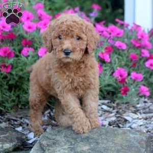 Mitch, Mini Labradoodle Puppy