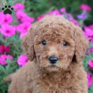 Mitch, Mini Labradoodle Puppy