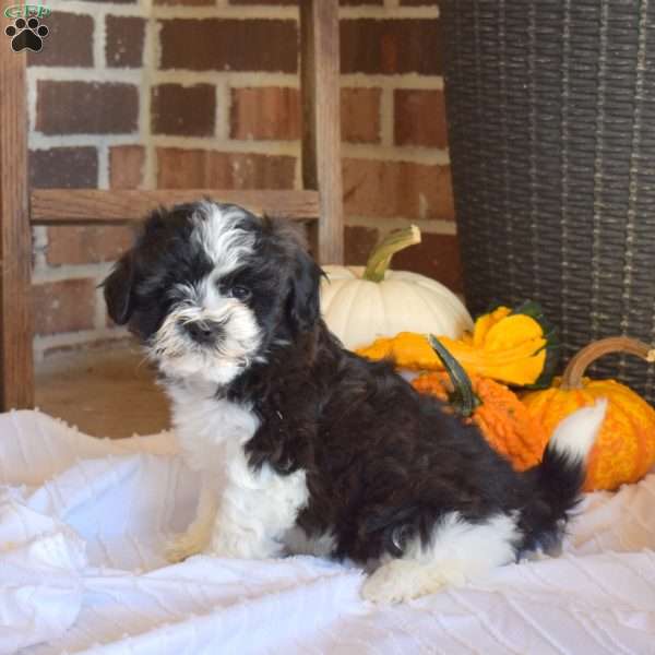 Mittens, Shih-Poo Puppy