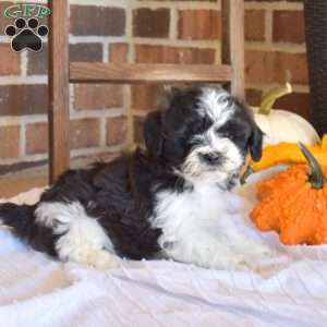 Mittens, Shih-Poo Puppy