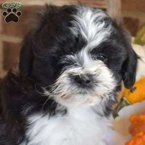 Mittens, Shih-Poo Puppy