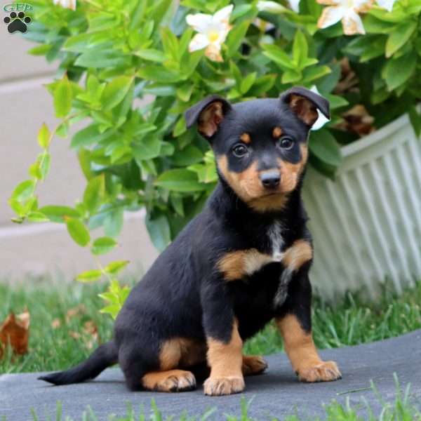 Mitzy, Welsh Corgi Mix Puppy