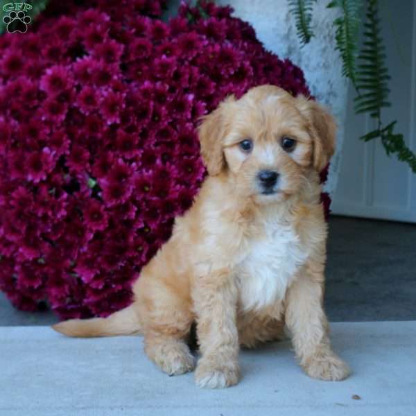 Mitzy, Mini Goldendoodle Puppy