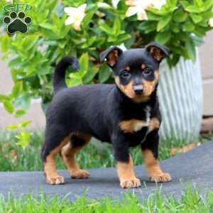 Mitzy, Welsh Corgi Mix Puppy