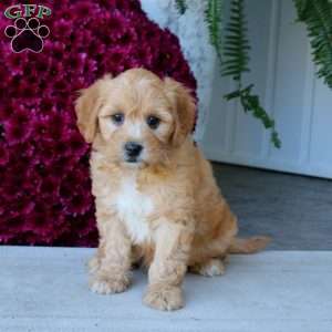 Mitzy, Mini Goldendoodle Puppy