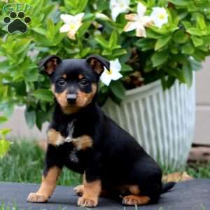 Mitzy, Welsh Corgi Mix Puppy