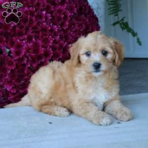 Mitzy, Mini Goldendoodle Puppy