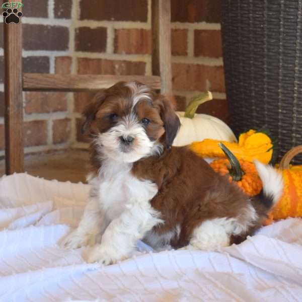 Mocha, Shih-Poo Puppy