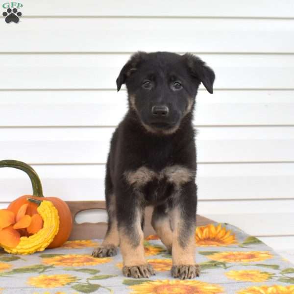 Mocha, German Shepherd Puppy