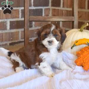 Mocha, Shih-Poo Puppy