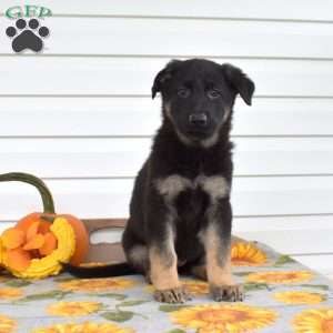 Mocha, German Shepherd Puppy