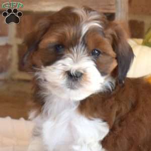 Mocha, Shih-Poo Puppy