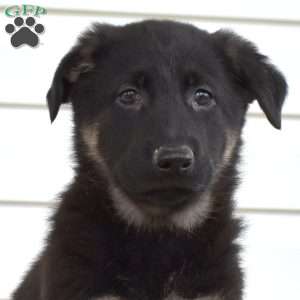 Mocha, German Shepherd Puppy