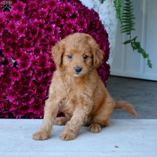 Mocha, Mini Goldendoodle Puppy