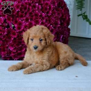 Mocha, Mini Goldendoodle Puppy