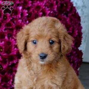 Mocha, Mini Goldendoodle Puppy