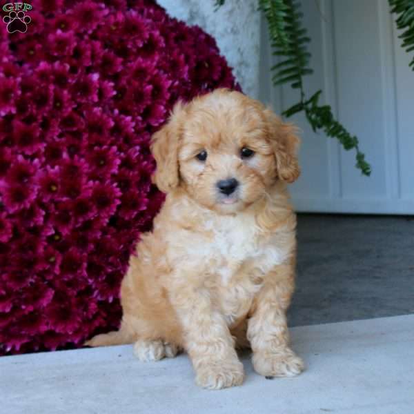 Mojo, Mini Goldendoodle Puppy