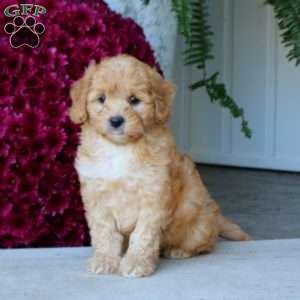 Mojo, Mini Goldendoodle Puppy