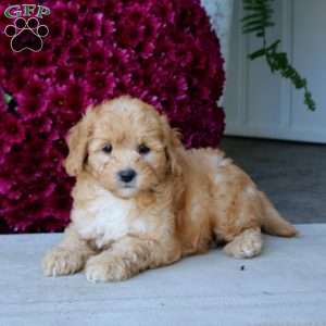 Mojo, Mini Goldendoodle Puppy