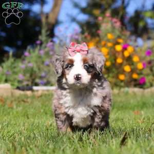 Molly, Mini Bernedoodle Puppy