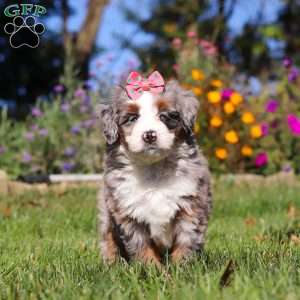 Molly, Mini Bernedoodle Puppy