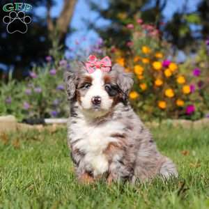 Molly, Mini Bernedoodle Puppy