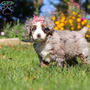 Molly, Mini Bernedoodle Puppy