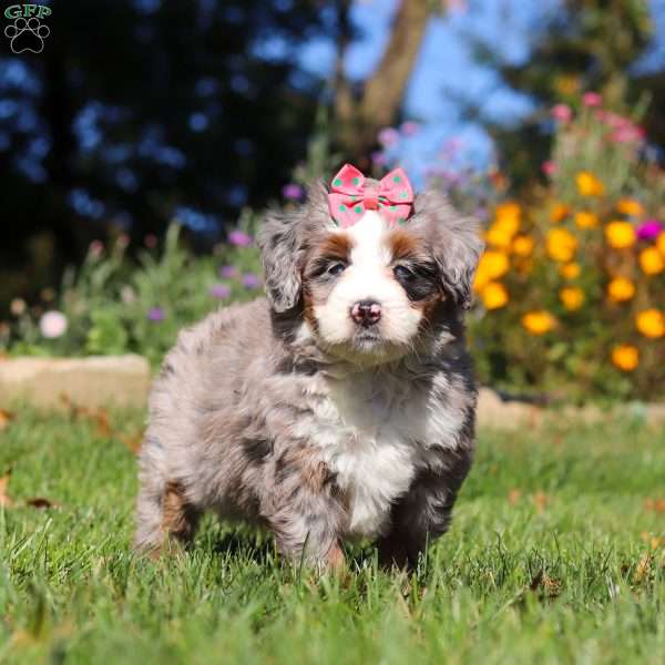Molly, Mini Bernedoodle Puppy