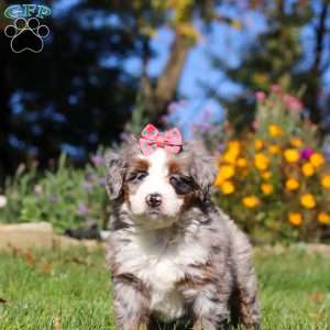 Molly, Mini Bernedoodle Puppy