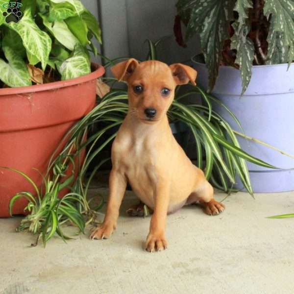 Molly, Miniature Pinscher Puppy