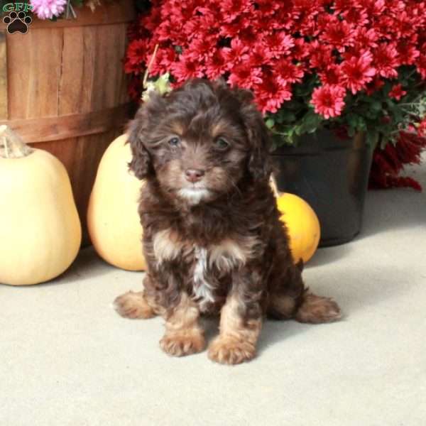 Molly, Cavapoo Puppy