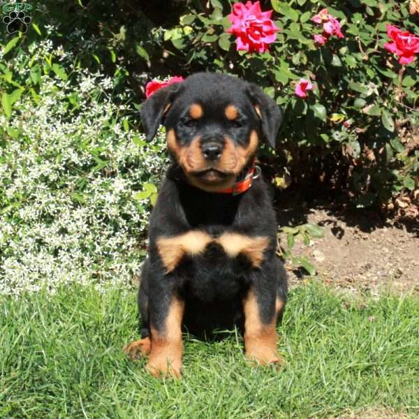 Molly, Rottweiler Puppy