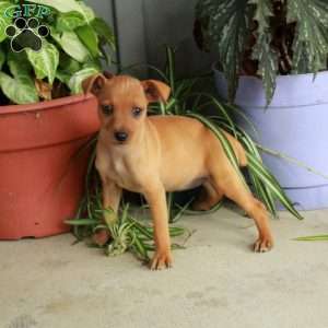 Molly, Miniature Pinscher Puppy