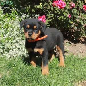Molly, Rottweiler Puppy