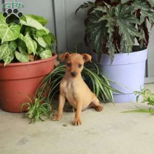Molly, Miniature Pinscher Puppy