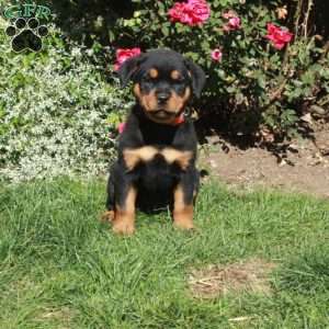 Molly, Rottweiler Puppy
